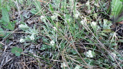 Antennaria dioica