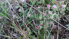 Antennaria dioica