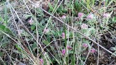 Antennaria dioica