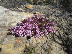 Polygala microlopha microlopha