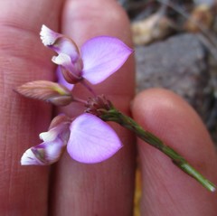 Polygala microlopha microlopha