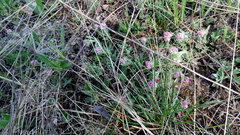 Antennaria dioica