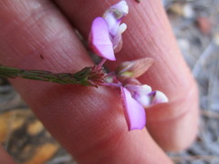 Polygala microlopha microlopha