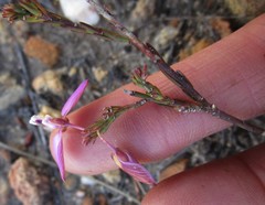 Polygala microlopha microlopha