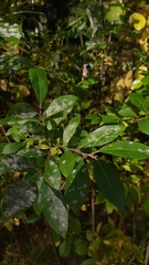 Erysiphe adunca adunca