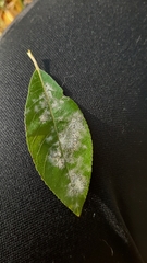 Erysiphe adunca adunca