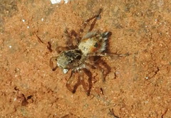 Stenaelurillus metallicus