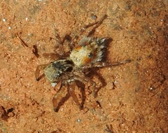 Stenaelurillus metallicus