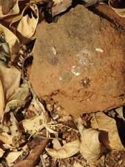 Stenaelurillus metallicus