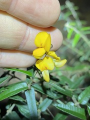 Podolobium aciculiferum