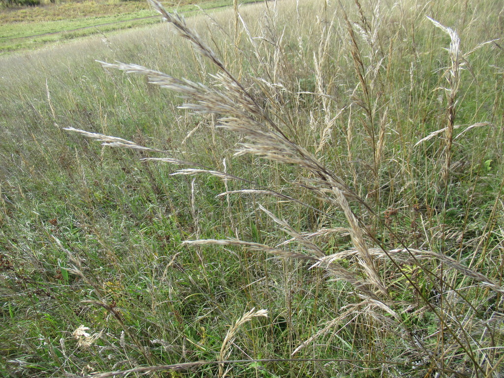 Achnatherum Poaceae Grass Of The Pacific Northwest · Inaturalist