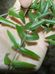 Podolobium aciculiferum