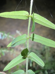 Podolobium aciculiferum