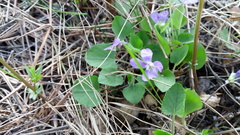 Viola rupestris