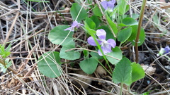 Viola rupestris