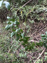 Lardizabala biternata