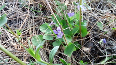 Viola rupestris