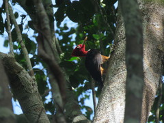 Campephilus rubricollis