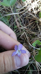Viola rupestris