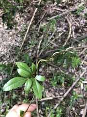 Lardizabala biternata