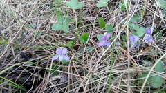 Viola rupestris