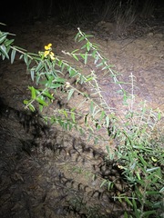 Podolobium aciculiferum