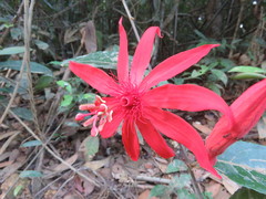 Passiflora quadriglandulosa
