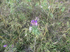 Astragalus suffruticosus