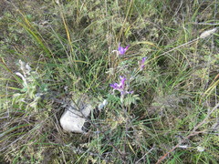 Astragalus suffruticosus
