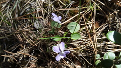Viola rupestris