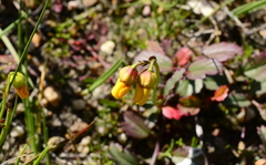 Hermannia procumbens