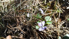 Viola rupestris
