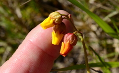 Hermannia procumbens