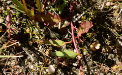 Hermannia procumbens