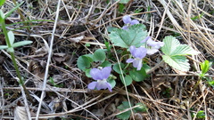 Viola rupestris