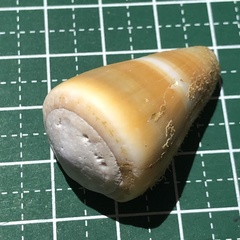 Conus flavidus