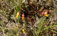 Hermannia procumbens