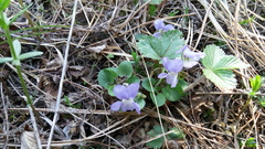 Viola rupestris