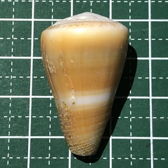 Conus flavidus