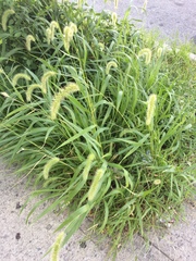 Setaria