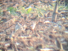 Calidris subruficollis