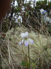 Viola kauaensis