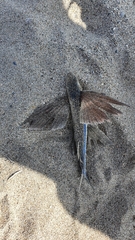 Cheilopogon