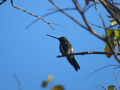 Heliomaster squamosus