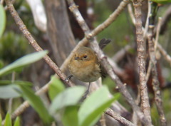 Chasiempis sclateri