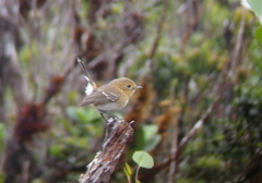 Chasiempis sclateri