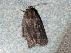 Athetiina