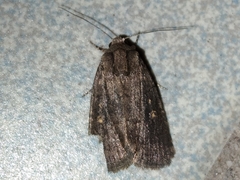 Athetiina