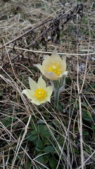 Pulsatilla patens
