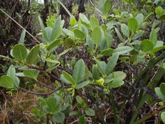 Wikstroemia oahuensis